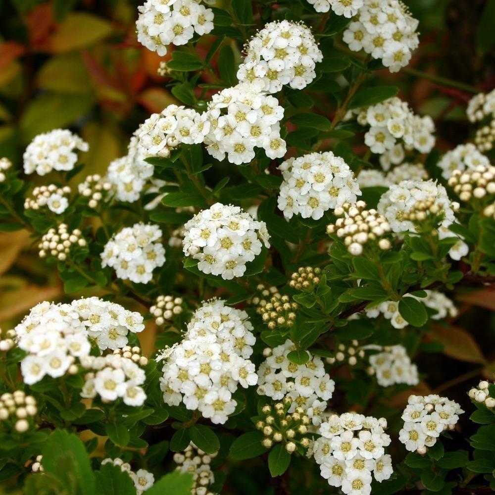 Spirea Nipponica Snowmound - View 14 from www redcrocus com