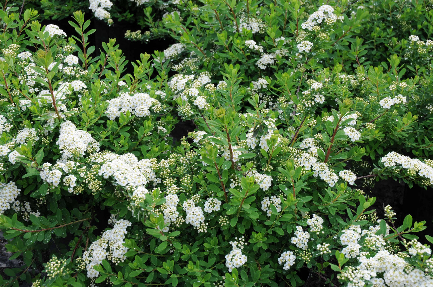 Spirea Nipponica Snowmound - View 15 from www redcrocus com