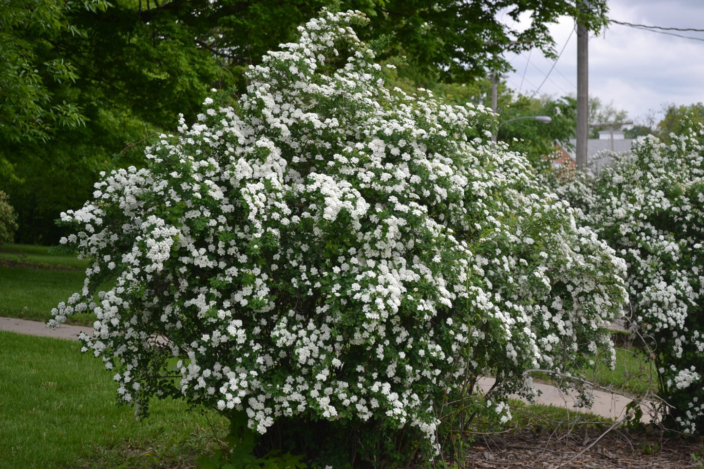 Spirea Nipponica Snowmound - View 16 from www redcrocus com