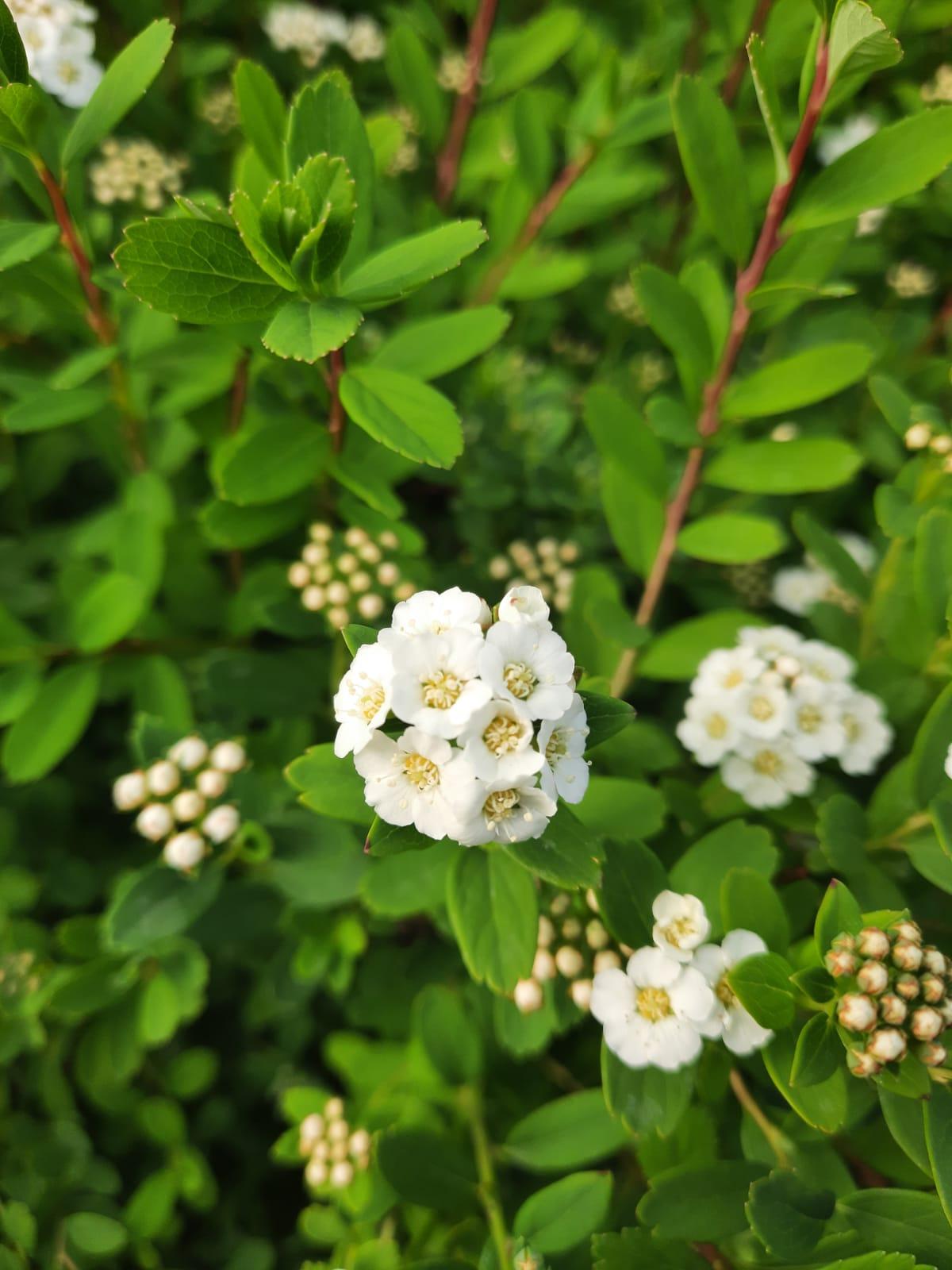 Spirea Nipponica Snowmound - View 17 from www redcrocus com