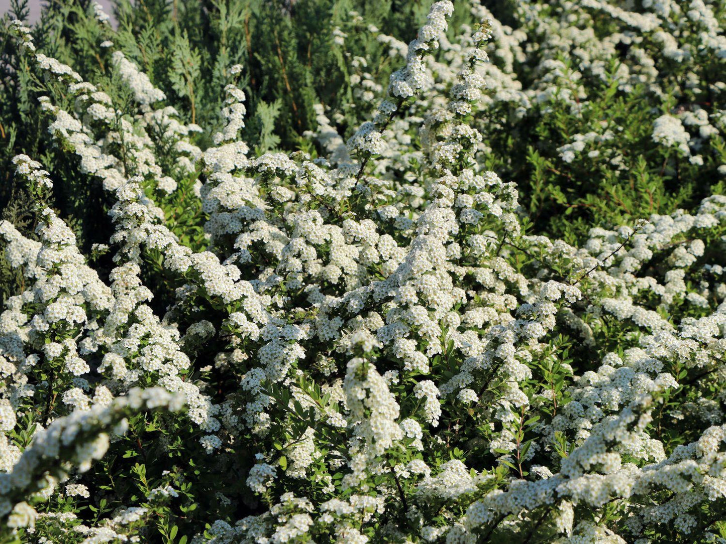Spirea Nipponica Snowmound - View 18 from www redcrocus com