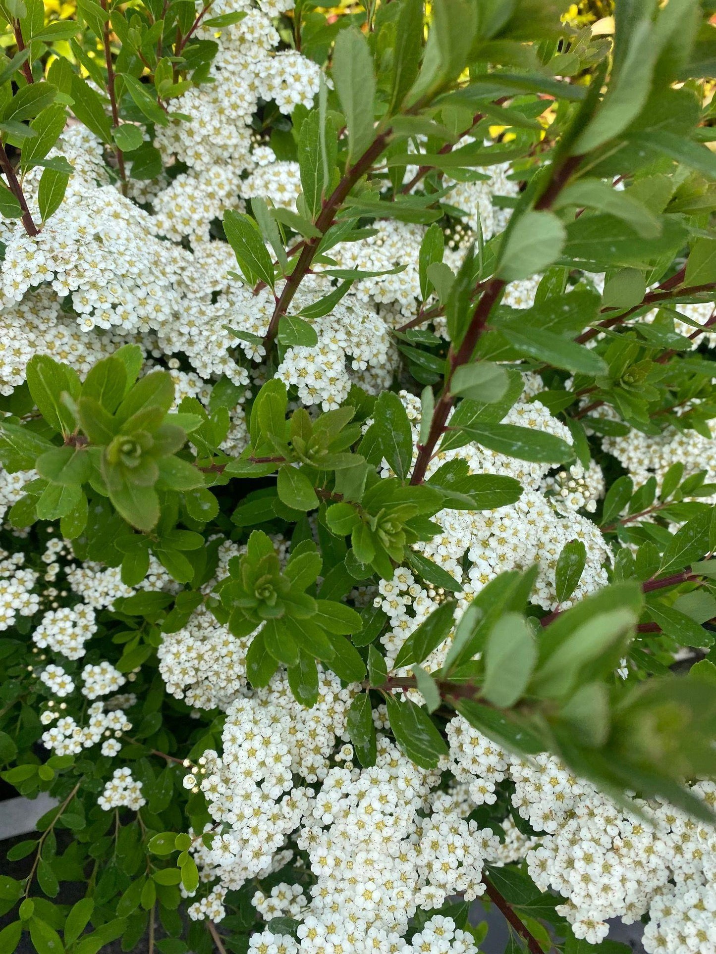 Spirea Nipponica Snowmound - View 19 from www redcrocus com