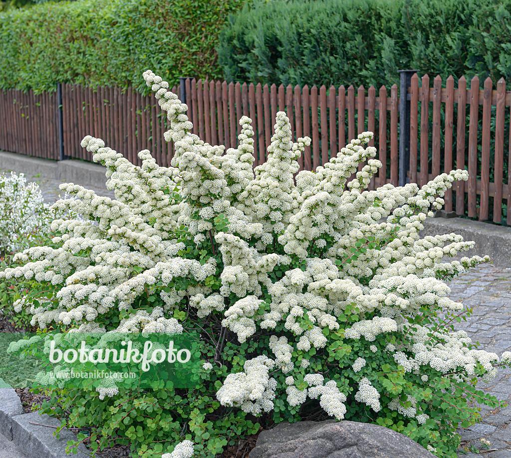 Spirea Nipponica Snowmound - View 1 from www redcrocus com