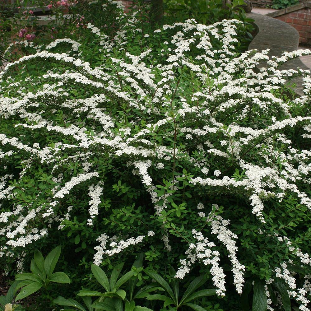 Spirea Nipponica Snowmound - View 2 from www redcrocus com