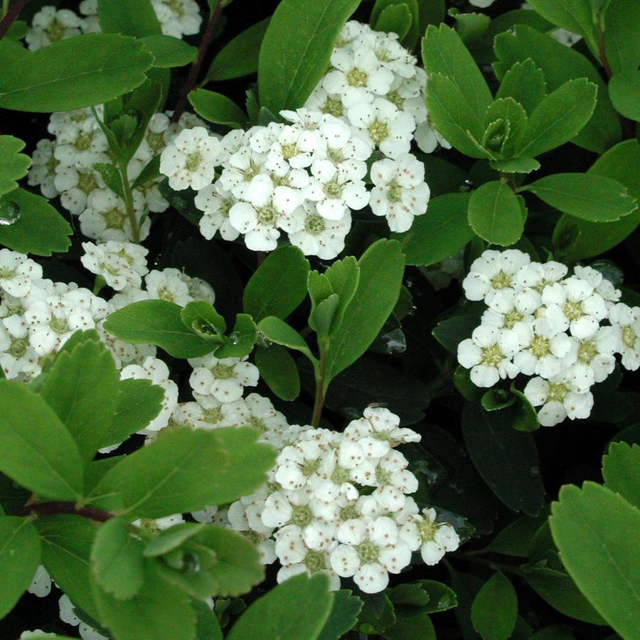 Spirea Nipponica Snowmound - View 4 from www redcrocus com