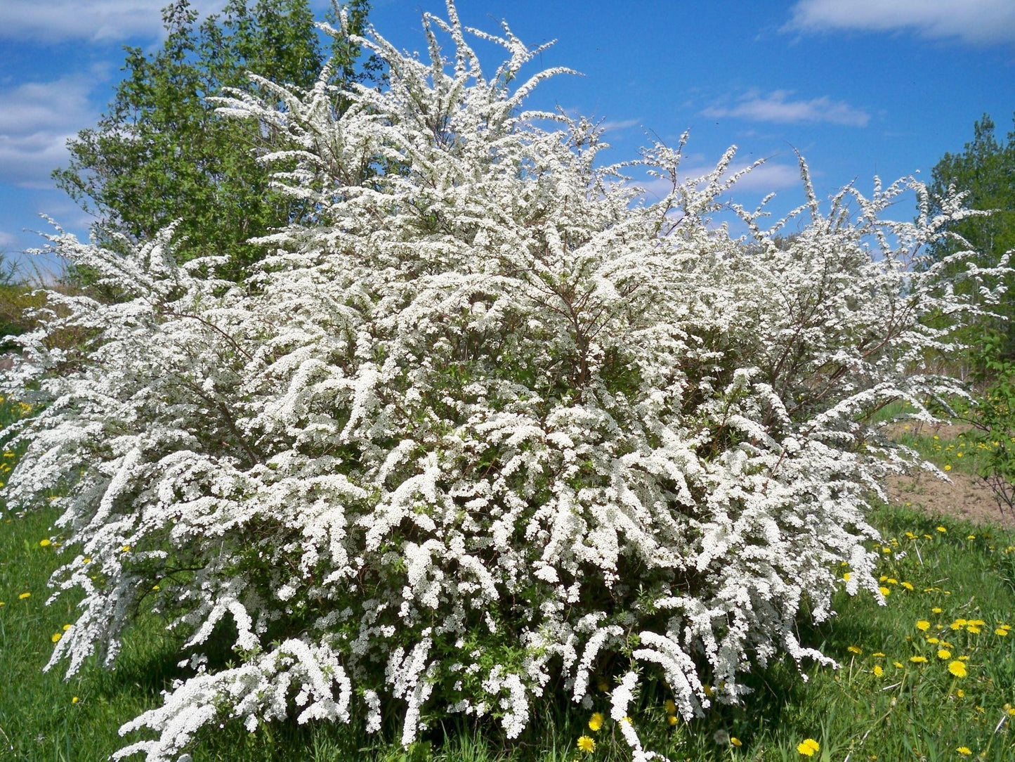 Spirea Nipponica Snowmound - View 5 from www redcrocus com