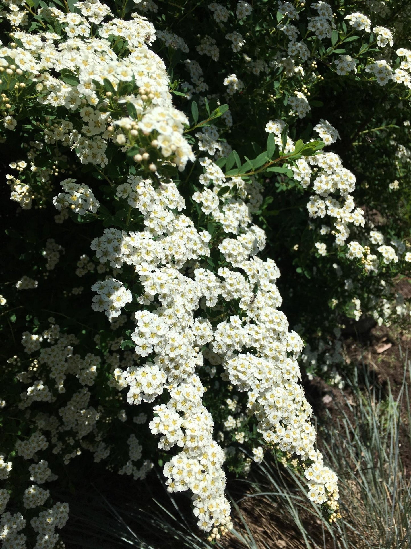 Spirea Nipponica Snowmound - View 6 from www redcrocus com