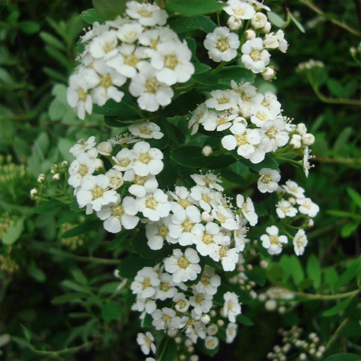 Spirea Nipponica Snowmound - View 7 from www redcrocus com