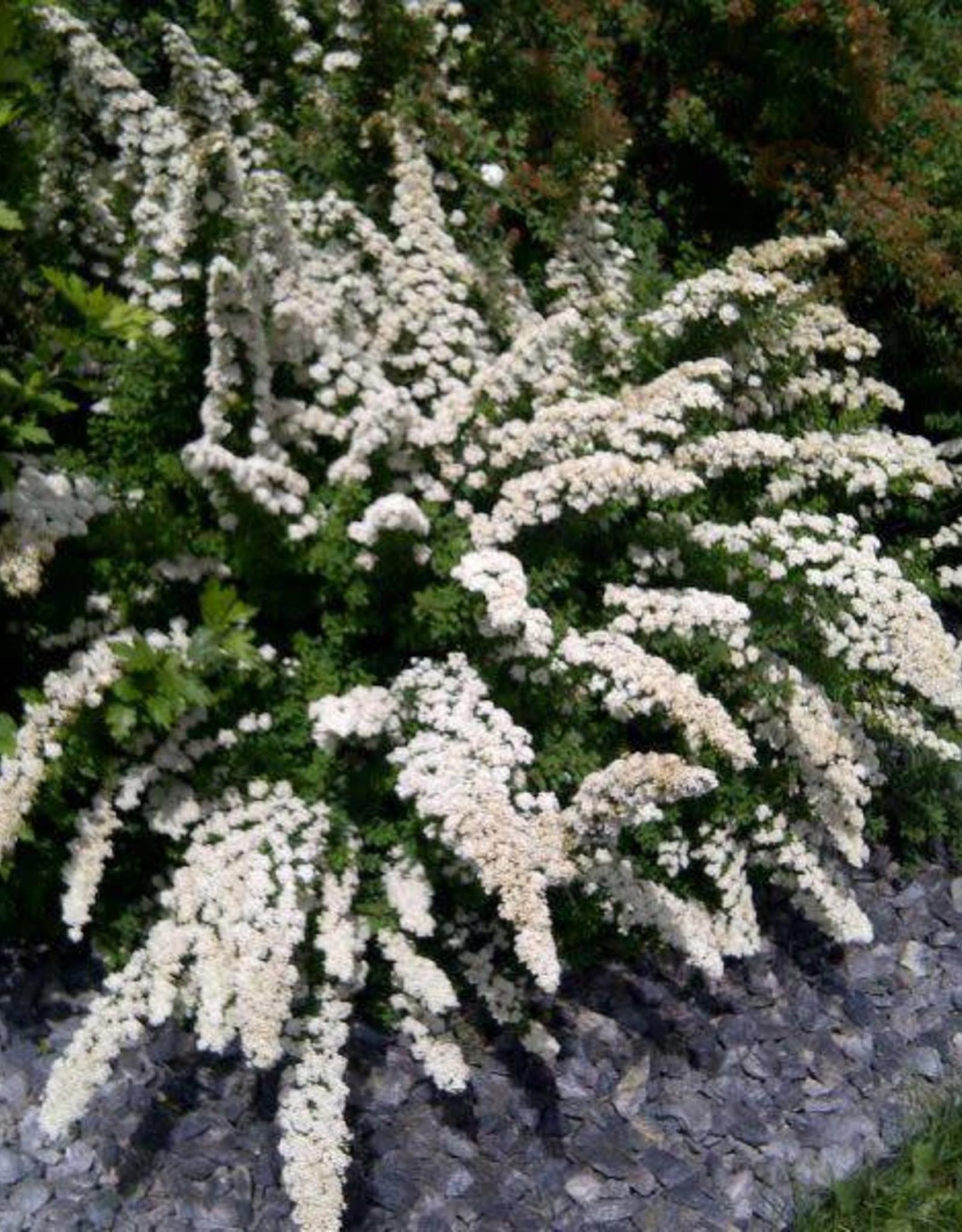 Spirea Nipponica Snowmound - View 8 from www redcrocus com