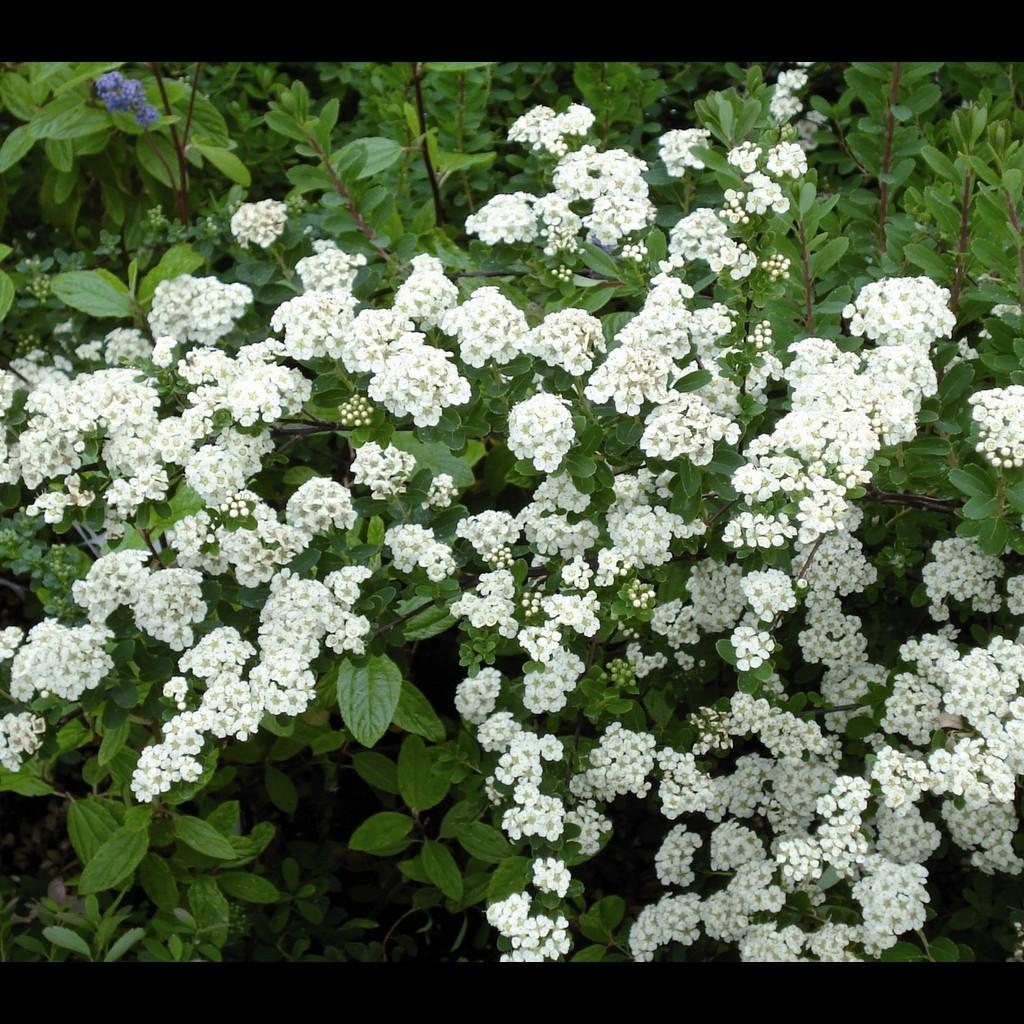 Spirea Nipponica Snowmound - View 9 from www redcrocus com