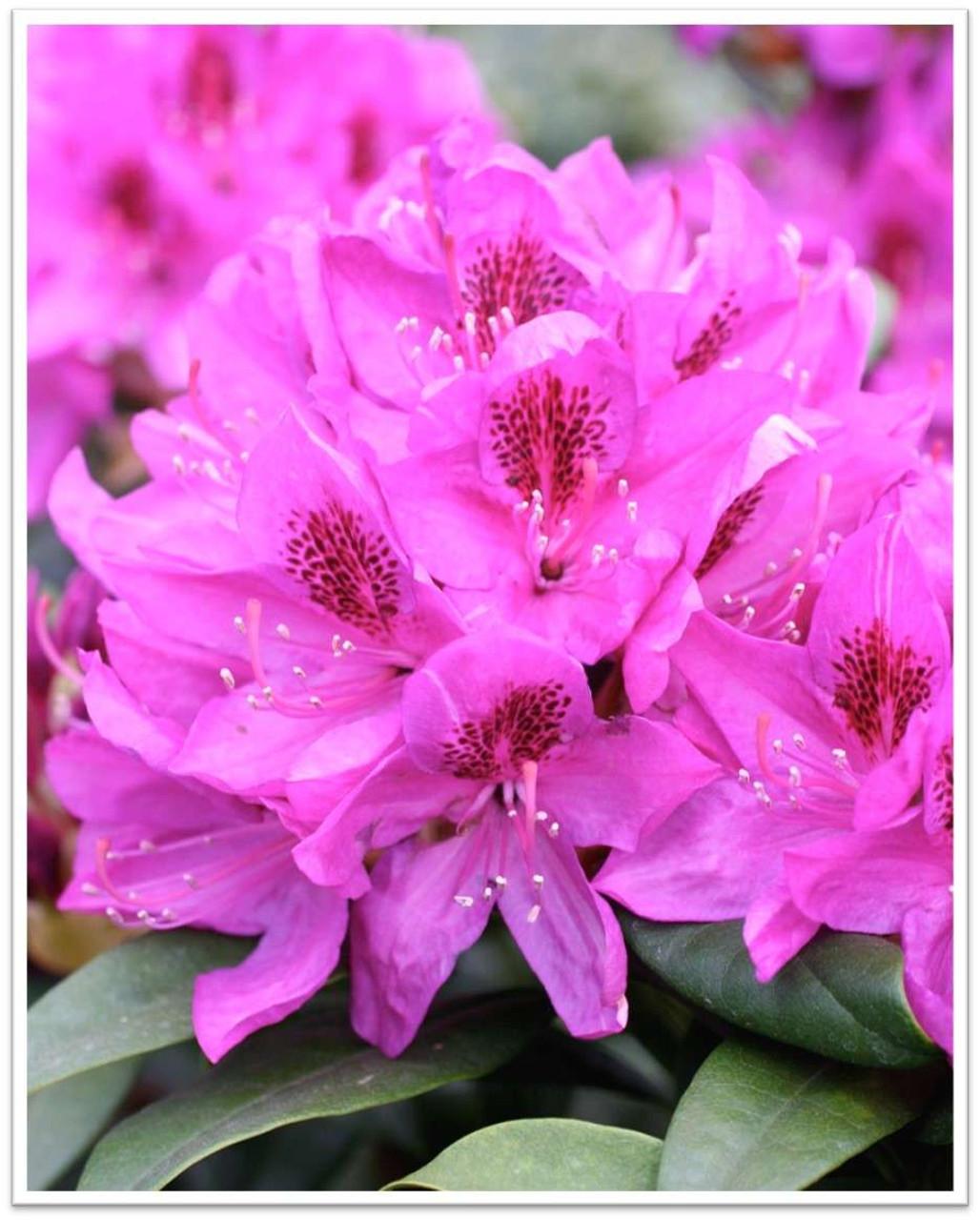 Rhododendron Anah Kruschke - View 11 from www redcrocus com