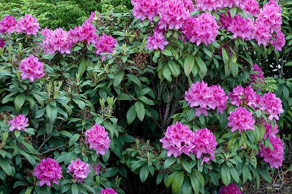 Rhododendron Anah Kruschke - View 13 from www redcrocus com