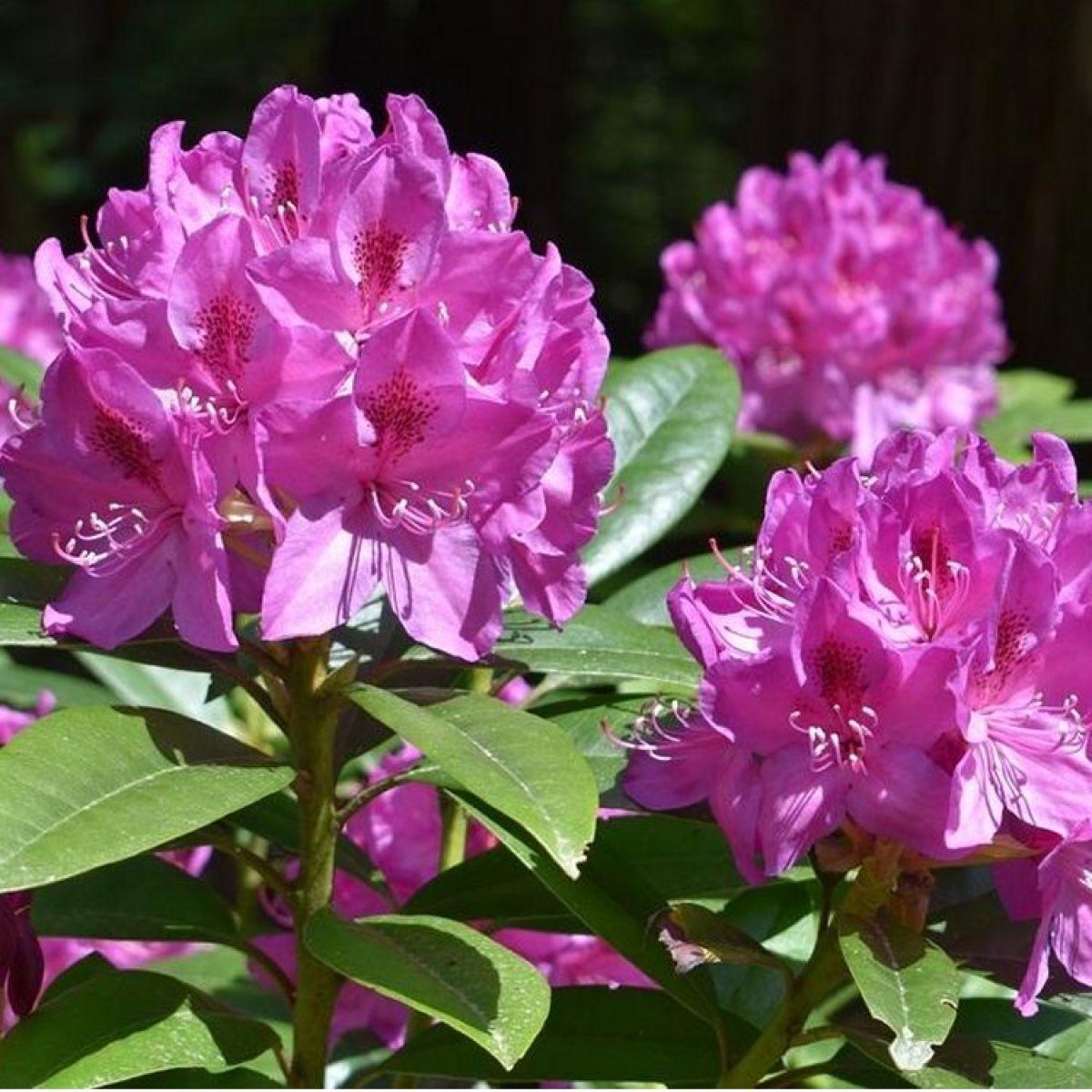 Rhododendron Anah Kruschke - View 15 from www redcrocus com