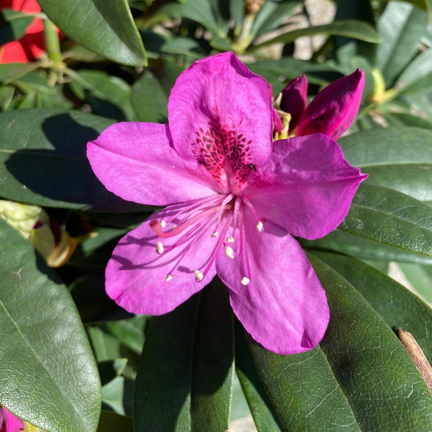 Rhododendron Anah Kruschke - View 16 from www redcrocus com