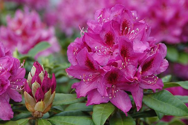 Rhododendron Anah Kruschke - View 19 from www redcrocus com