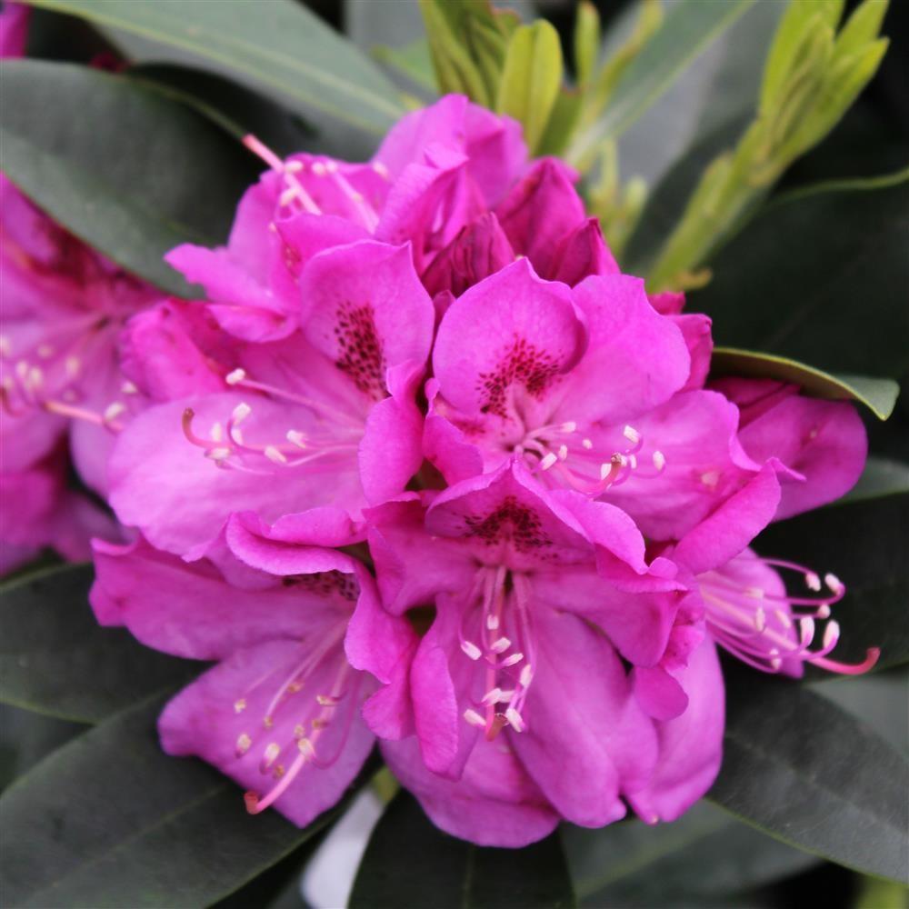 Rhododendron Anah Kruschke - View 1 from www redcrocus com