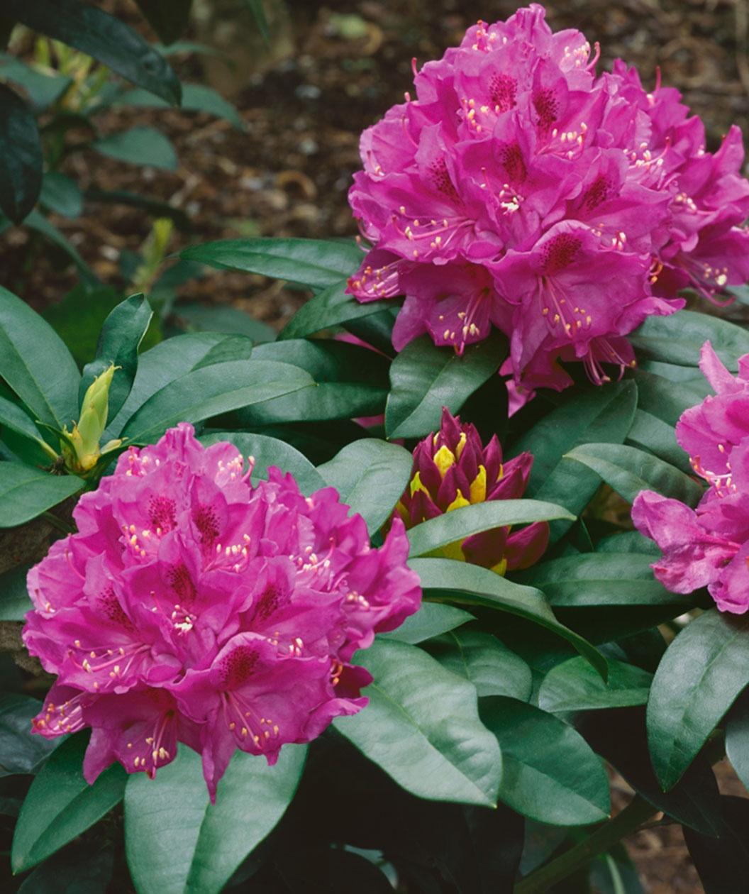 Rhododendron Anah Kruschke - View 2 from www redcrocus com