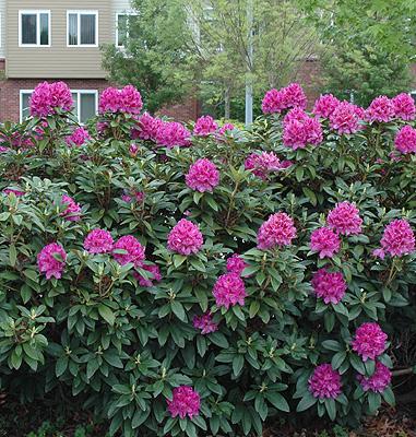 Rhododendron Anah Kruschke - View 3 from www redcrocus com