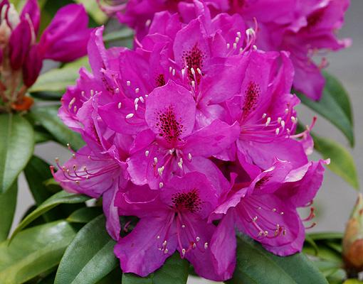 Rhododendron Anah Kruschke - View 4 from www redcrocus com