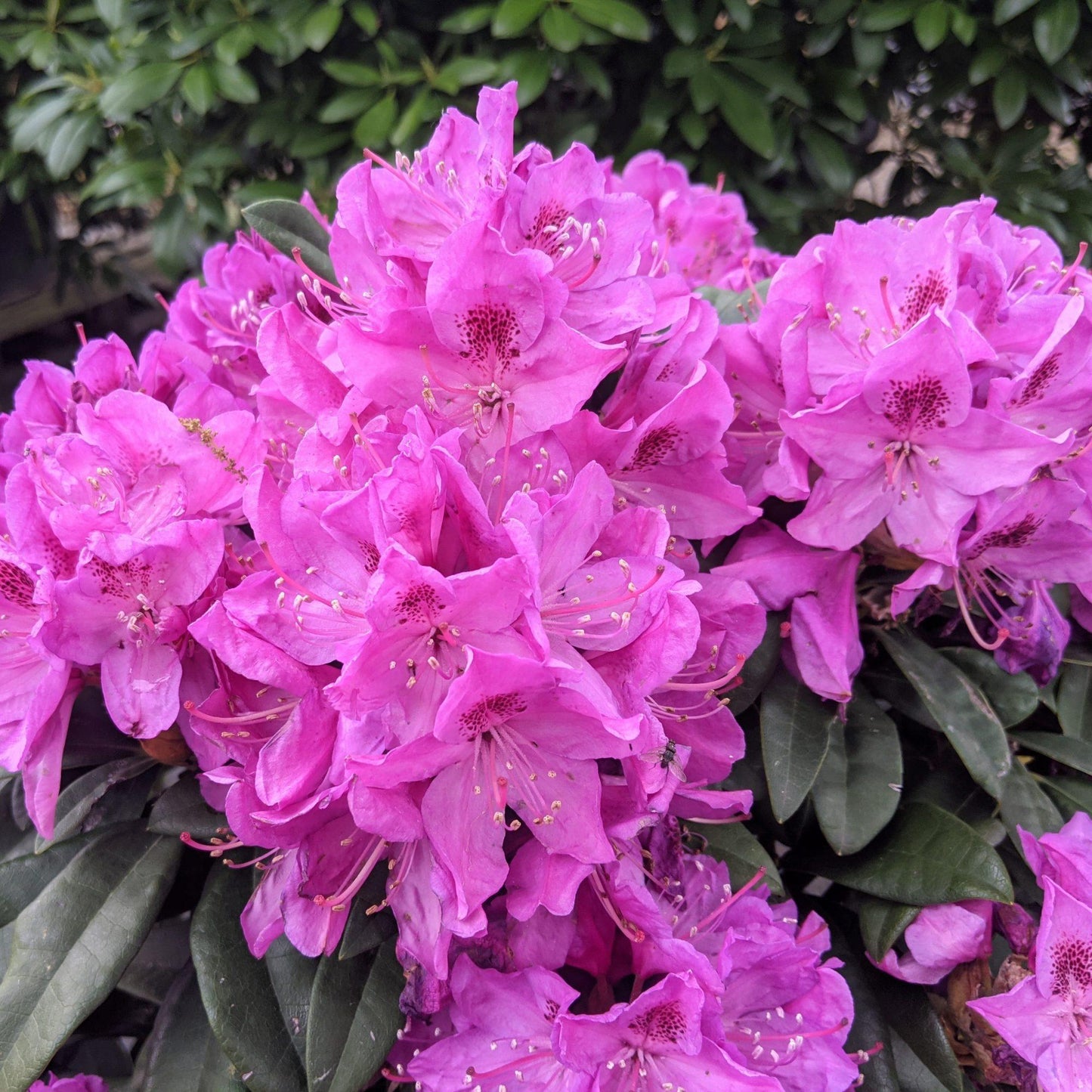 Rhododendron Anah Kruschke - View 5 from www redcrocus com