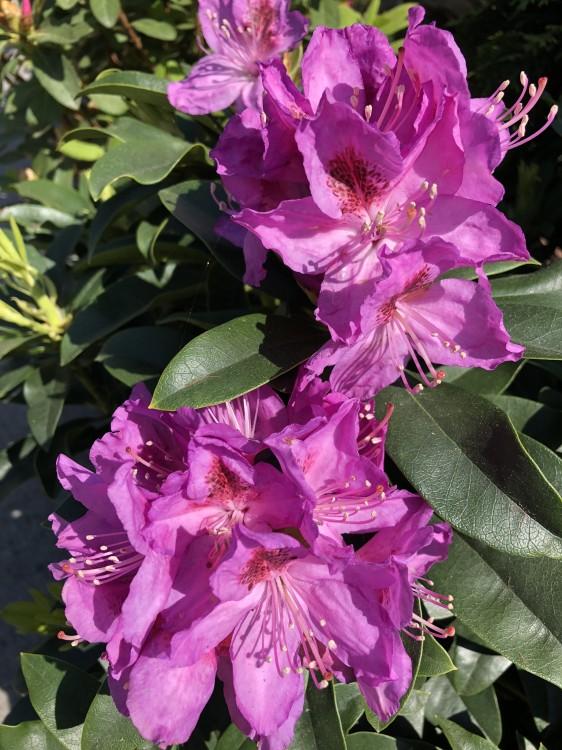 Rhododendron Anah Kruschke - View 6 from www redcrocus com