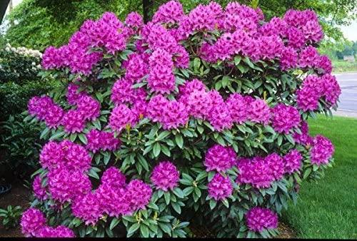 Rhododendron Anah Kruschke - View 8 from www redcrocus com
