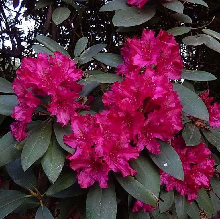Rhododendron Anah Kruschke - View 9 from www redcrocus com