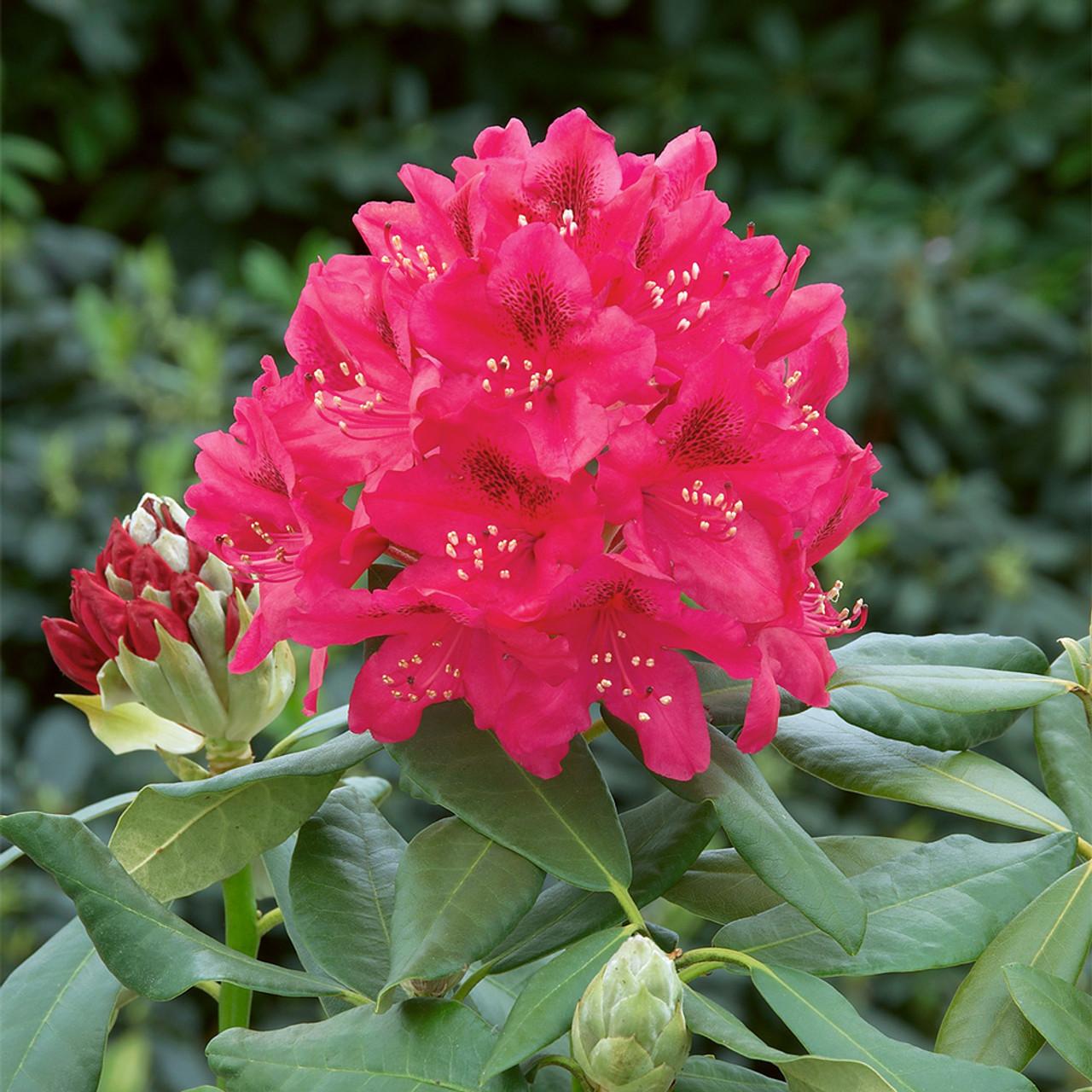 Rhododendron Nova Zembla - View 16 from www redcrocus com