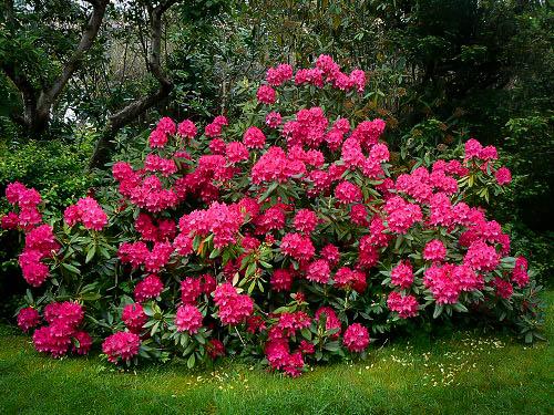 Rhododendron Nova Zembla - View 20 from www redcrocus com