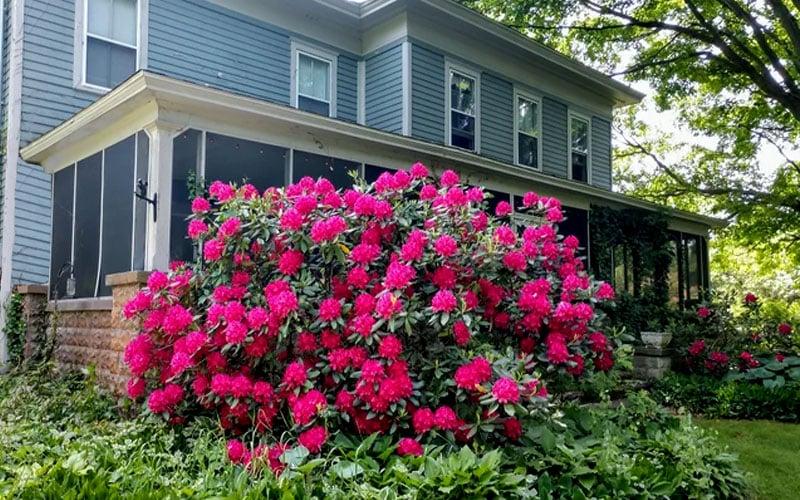 Rhododendron Nova Zembla - View 9 from www redcrocus com