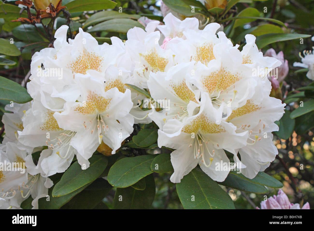Rhododendron Cunningham S White - View 11 from www redcrocus com