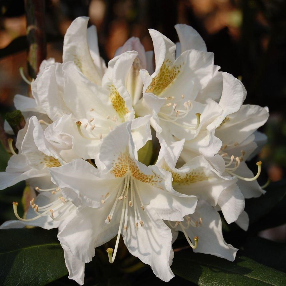 Rhododendron Cunningham S White - View 13 from www redcrocus com