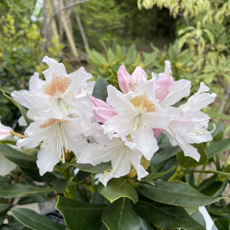 Rhododendron Cunningham S White - View 20 from www redcrocus com