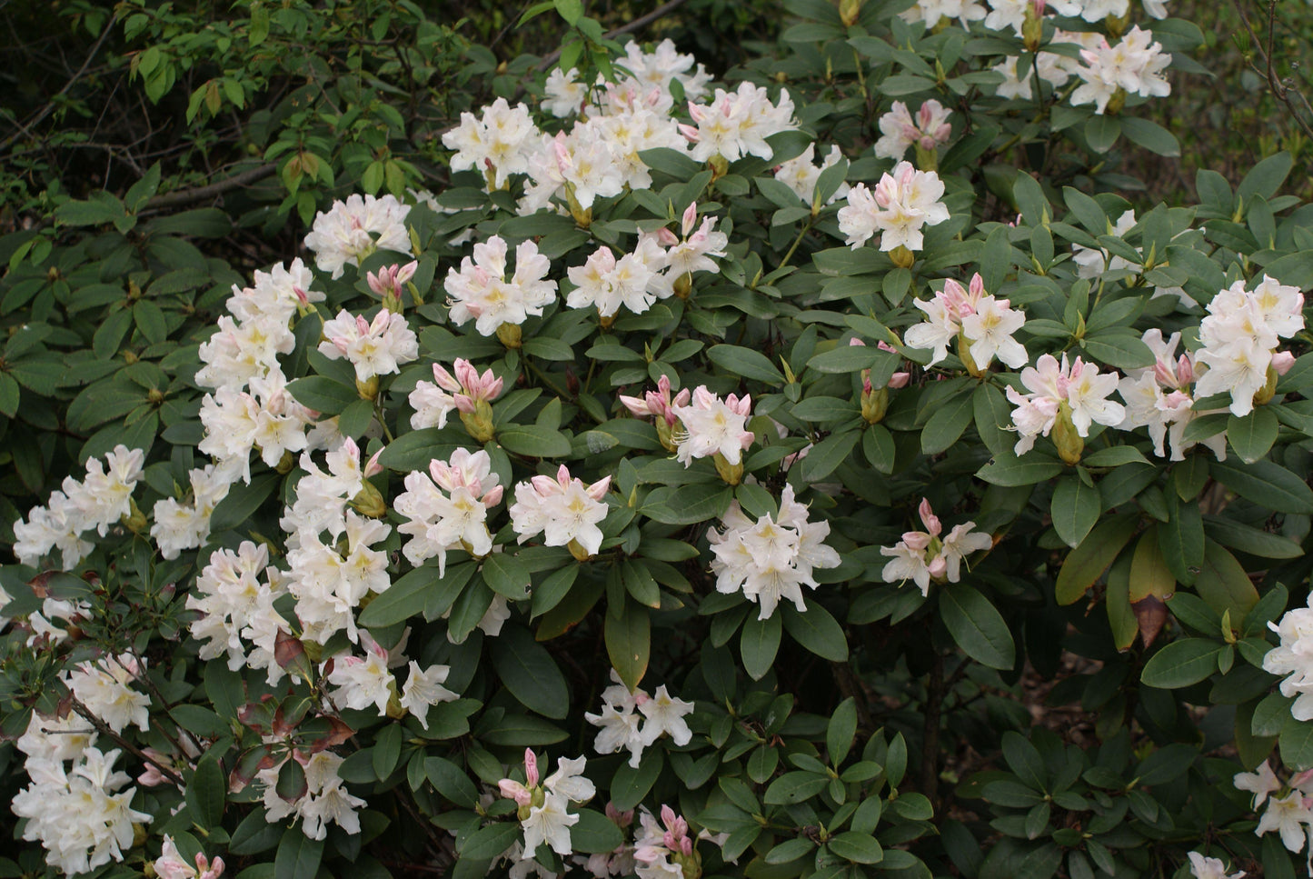 Rhododendron Cunningham S White - View 5 from www redcrocus com