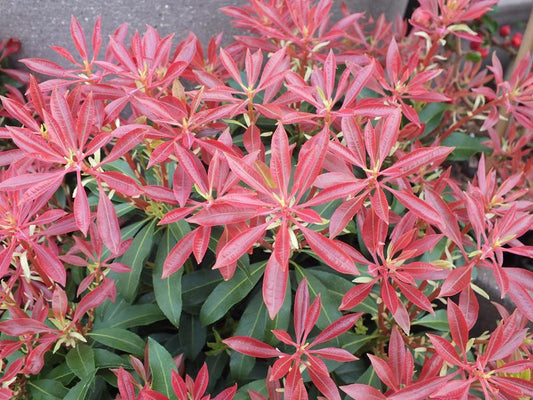 Pieris Japonica Mountain Fire - View 10 from www redcrocus com