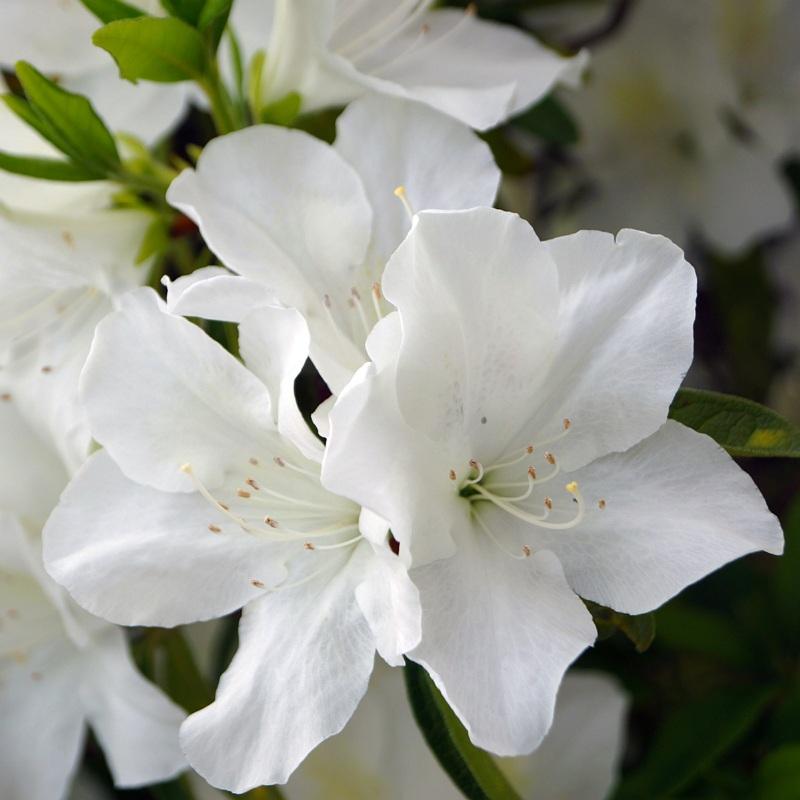 Azalea Delaware Valley White - View 12 from www redcrocus com