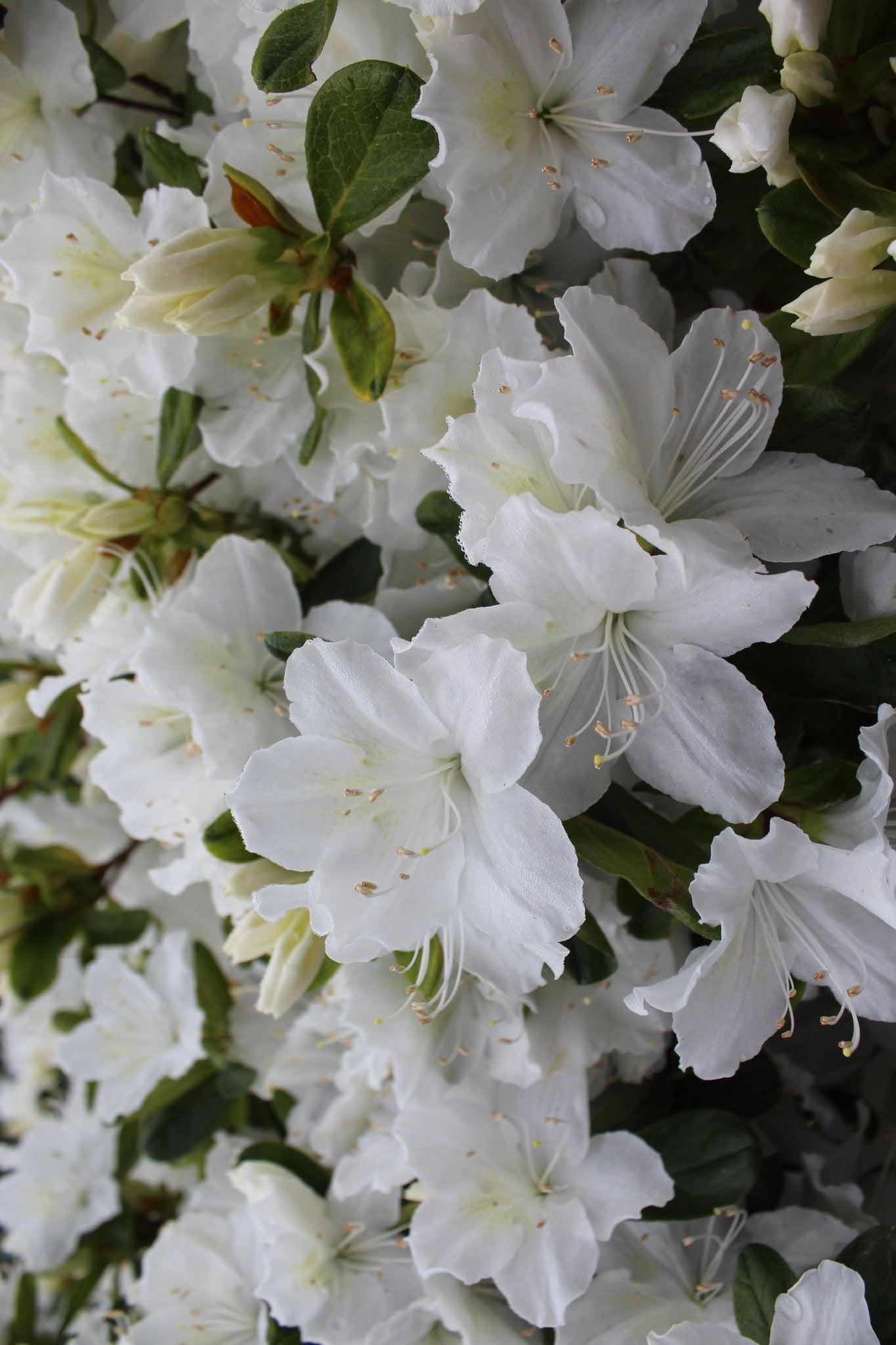 Azalea Delaware Valley White - View 14 from www redcrocus com
