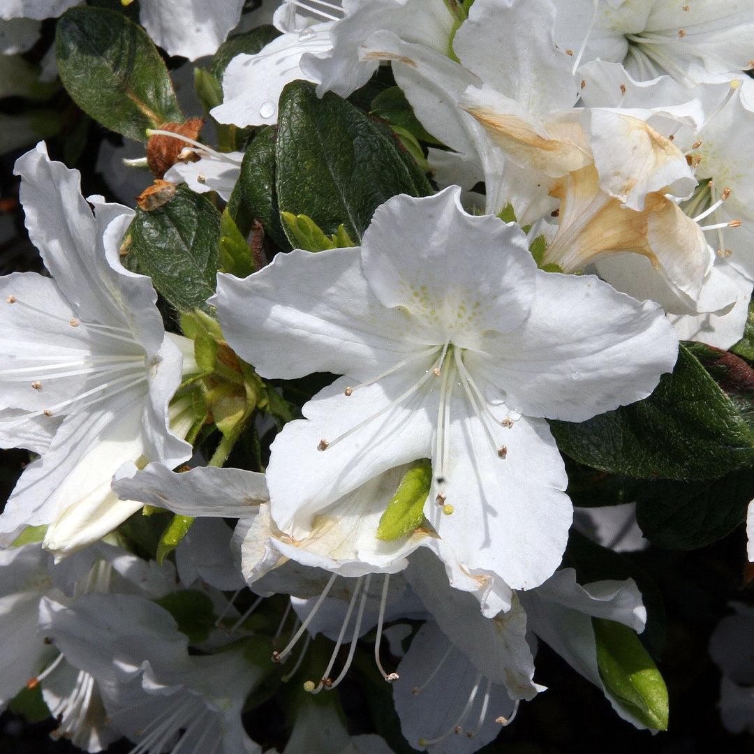 Azalea Delaware Valley White - View 15 from www redcrocus com