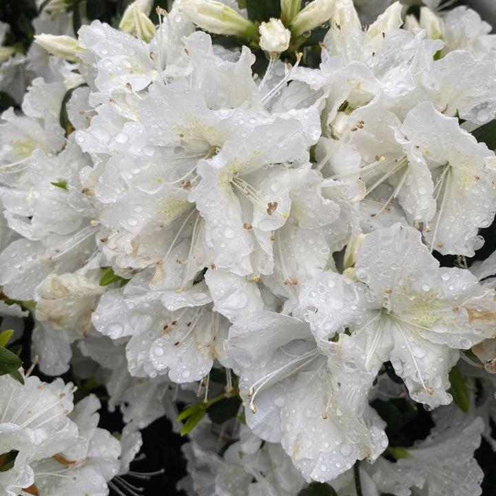 Azalea Delaware Valley White - View 16 from www redcrocus com