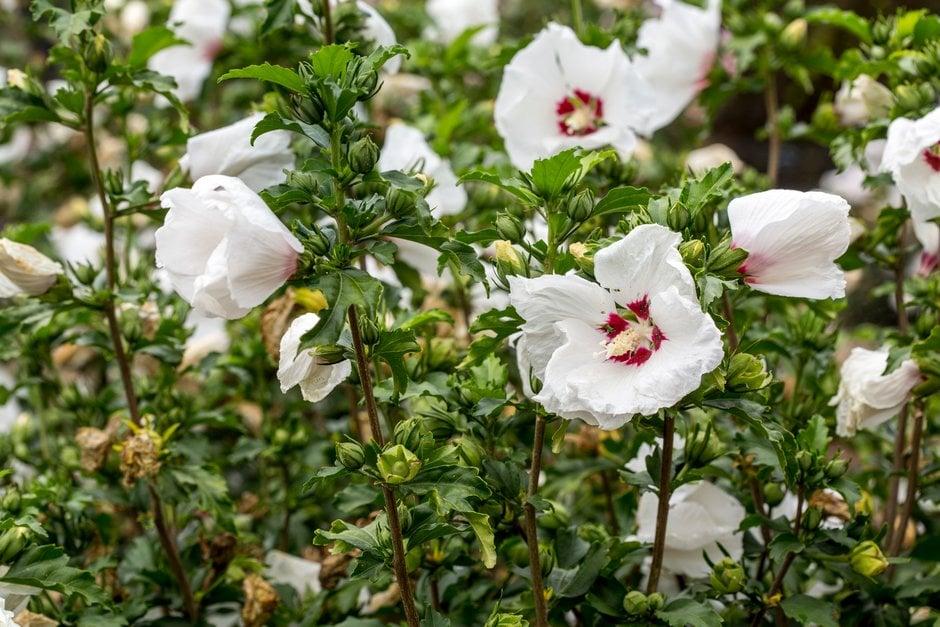 Hibiscus Syriacus 'red Heart' - View 10 from www redcrocus com