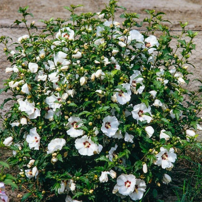 Hibiscus Syriacus 'red Heart' - View 13 from www redcrocus com