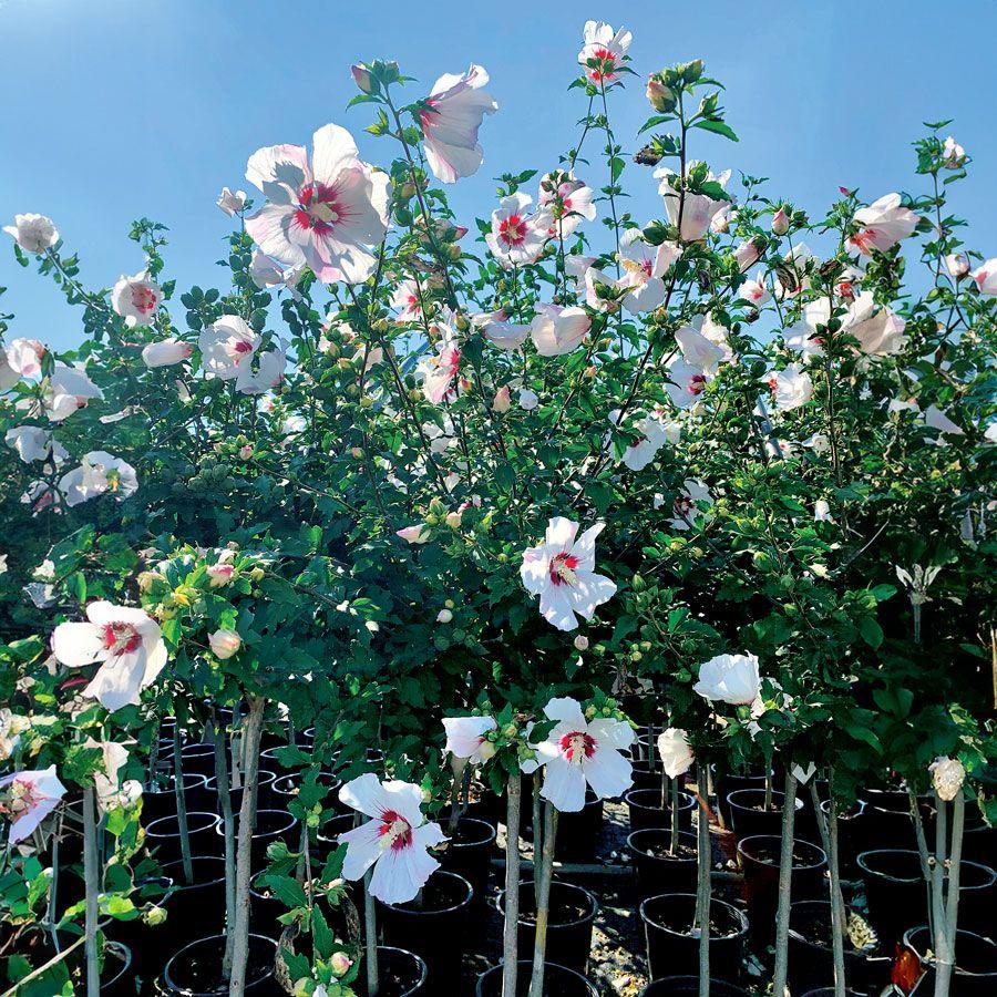 Hibiscus Syriacus 'red Heart' - View 15 from www redcrocus com