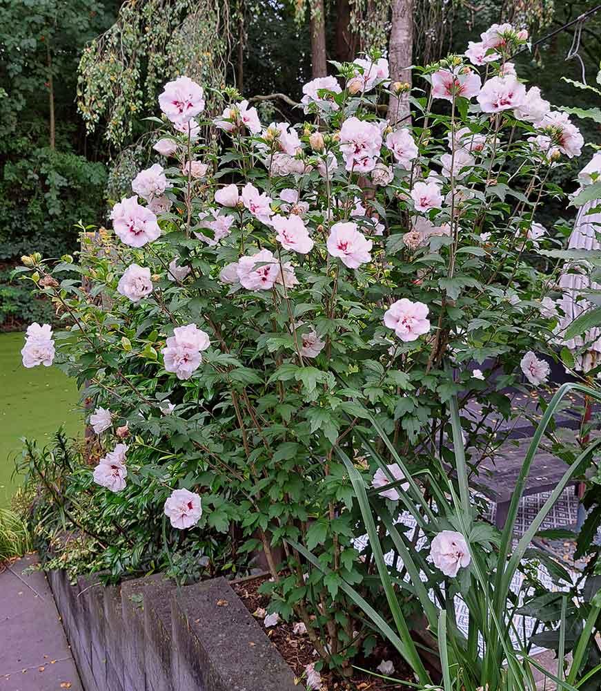 Hibiscus Syriacus 'red Heart' - View 3 from www redcrocus com