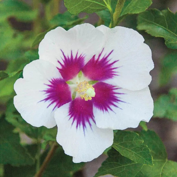 Hibiscus Syriacus 'red Heart' - View 4 from www redcrocus com