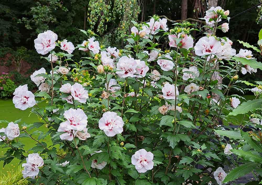 Hibiscus Syriacus 'red Heart' - View 5 from www redcrocus com