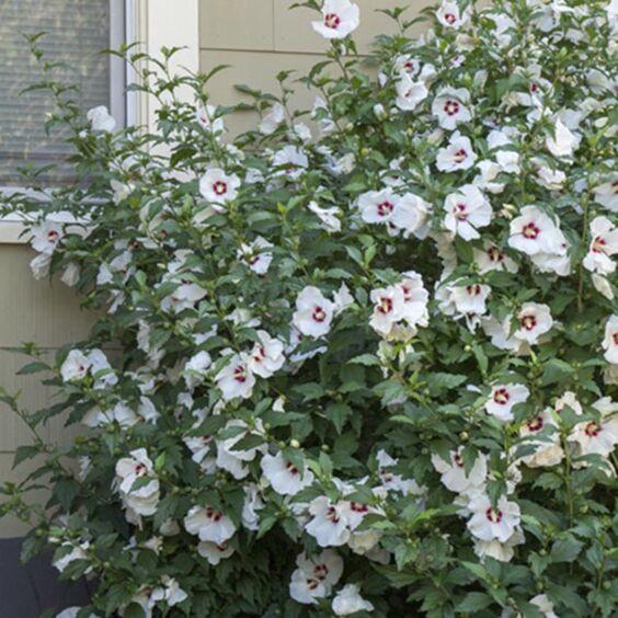 Hibiscus Syriacus 'red Heart' - View 8 from www redcrocus com
