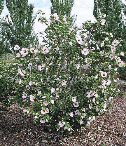 Hibiscus Syriacus 'red Heart' - View 9 from www redcrocus com