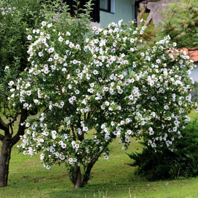 Hibiscus Syriacus 'red Heart' - View 9 from www redcrocus com