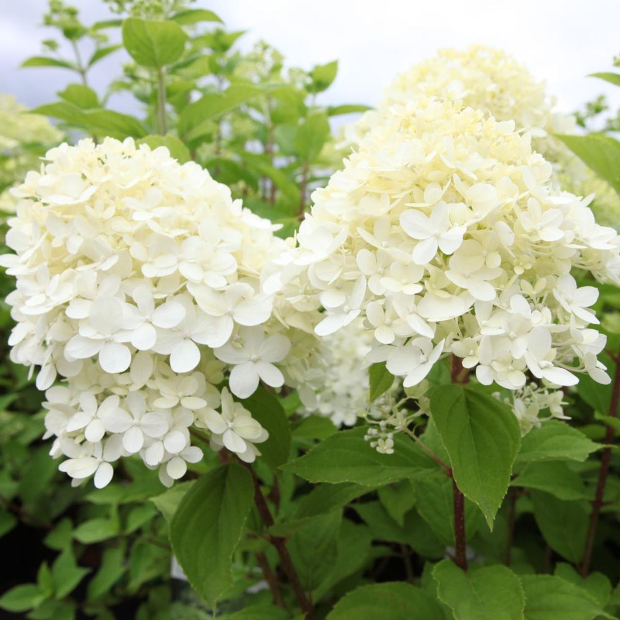 Hydrangea Paniculata Limelight - View 16 from www redcrocus com