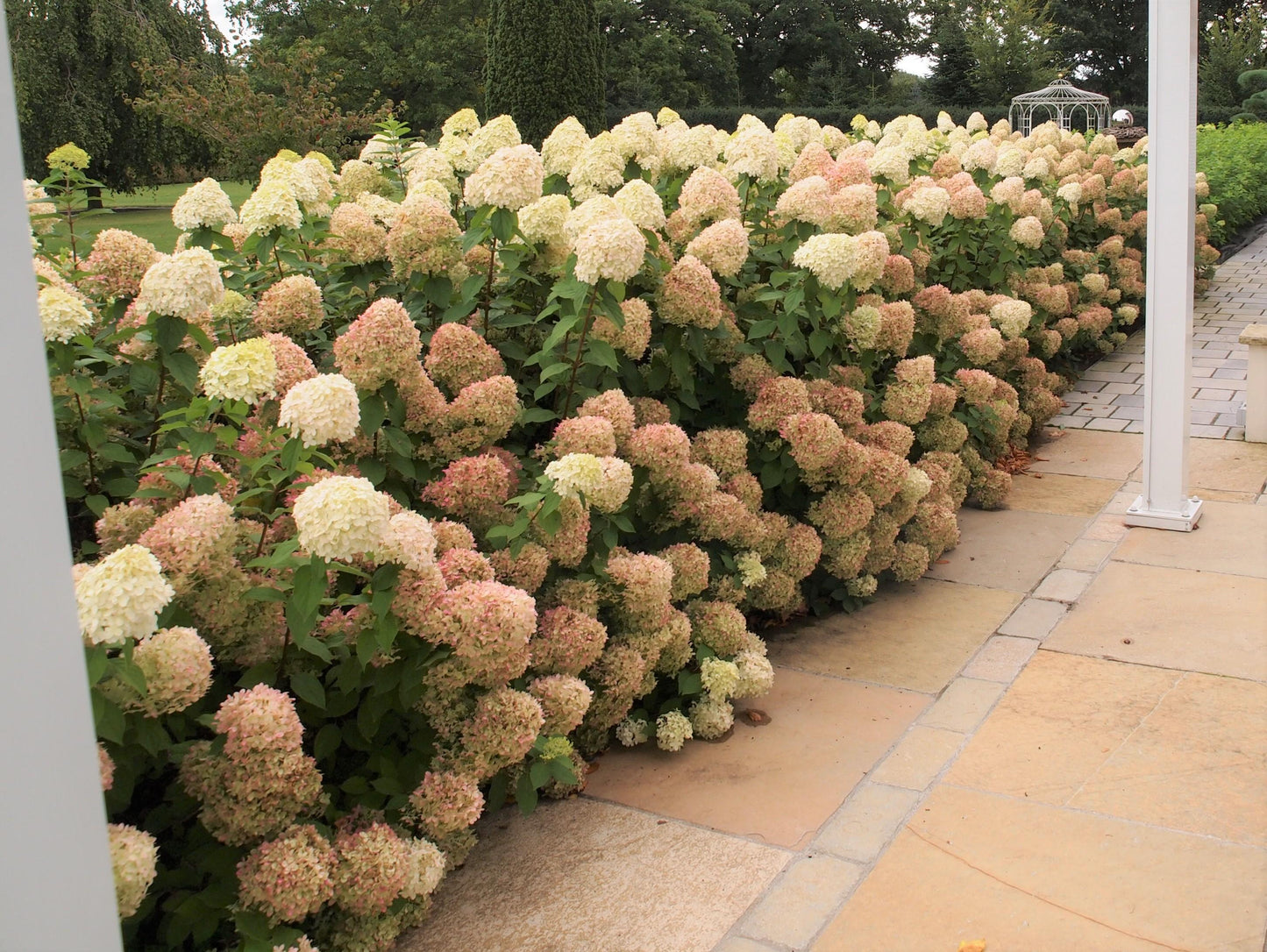 Hydrangea Paniculata Limelight - View 23 from www redcrocus com